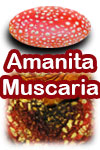 Amanita Muscaria (image for) Amanita Muscaria