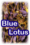Blue Lotus (image for) Blue Lotus
