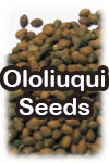 Ololiuqui (image for) Ololiuqui