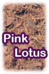 Pink Lotus (image for) Pink Lotus