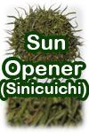 Sinicuichi (image for) Sinicuichi