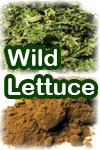 Wild Lettuce (image for) Wild Lettuce