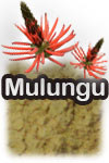 Mulungu (image for) Mulungu