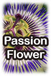 Passionflower (image for) Passionflower